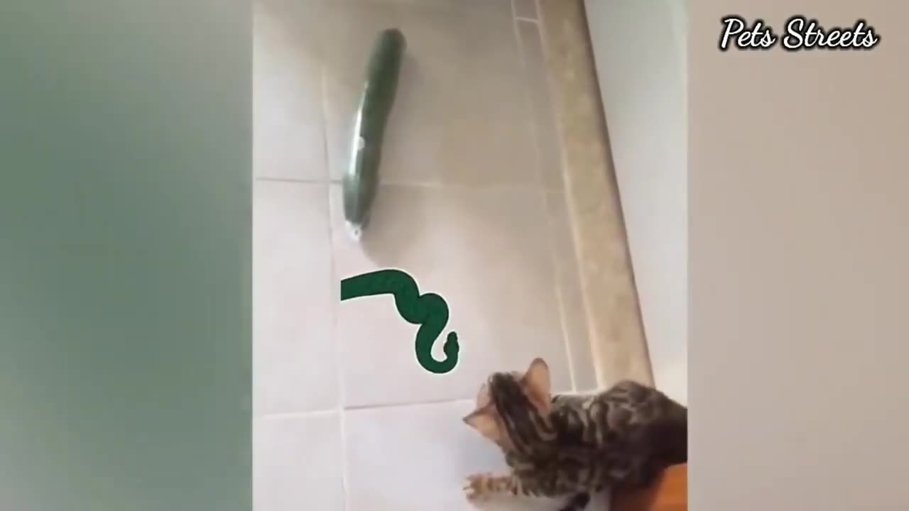 Cats, Pickles and Dogs! Oh my!