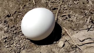 Canada Goose and Eggs