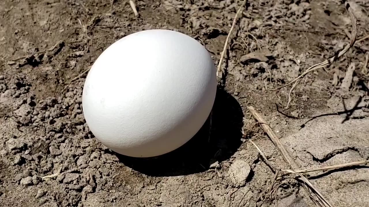 Canada Goose and Eggs