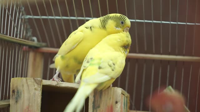 Other parrot love and kissing