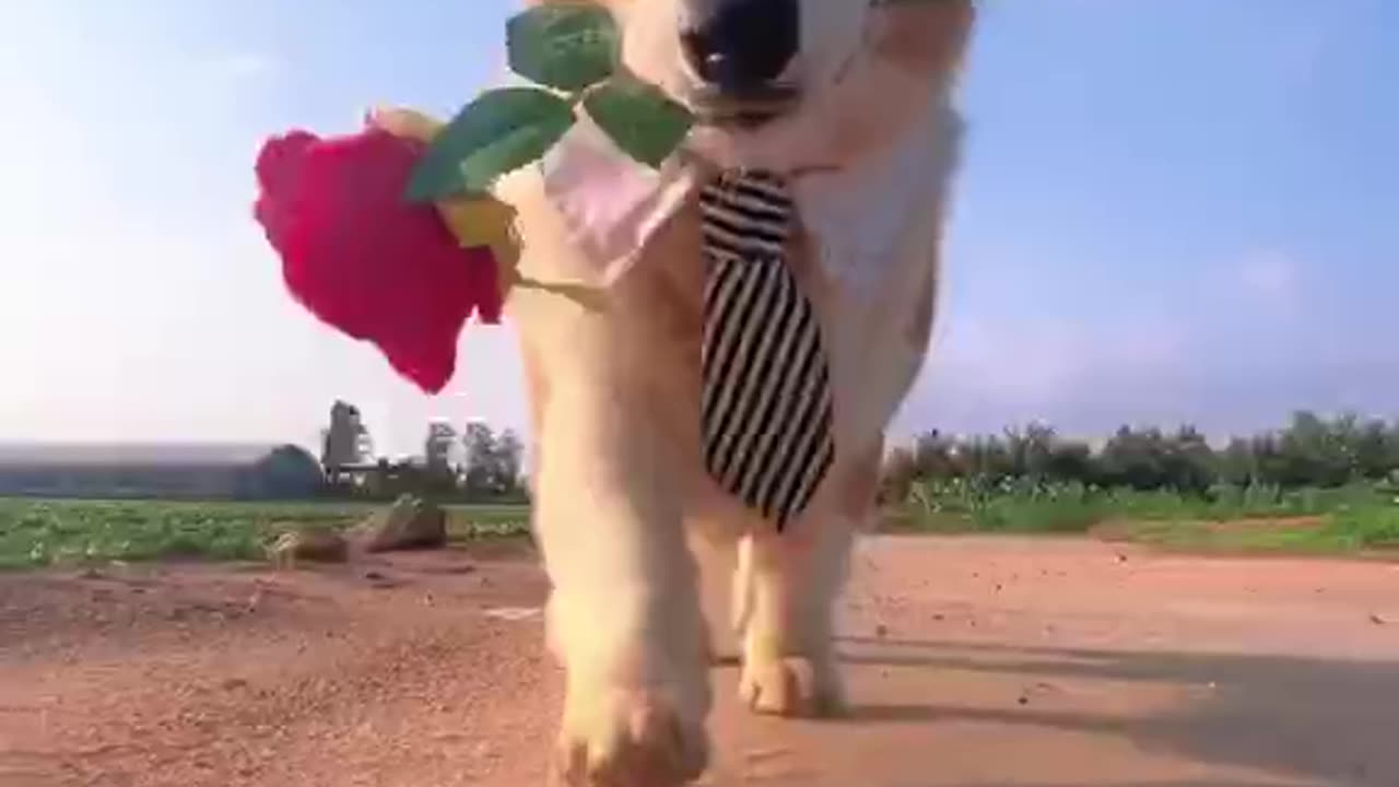 Romantic Corgi.