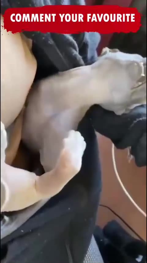 420 CLIP OF THE DAY DECEMBER 25, 2024