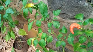 Cayenne pepper that is fertile and ready to harvest