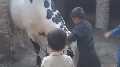 cow love with children