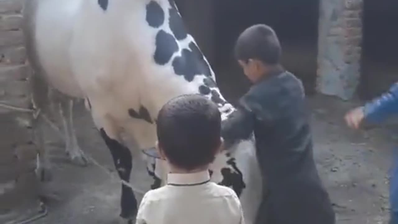 cow love with children