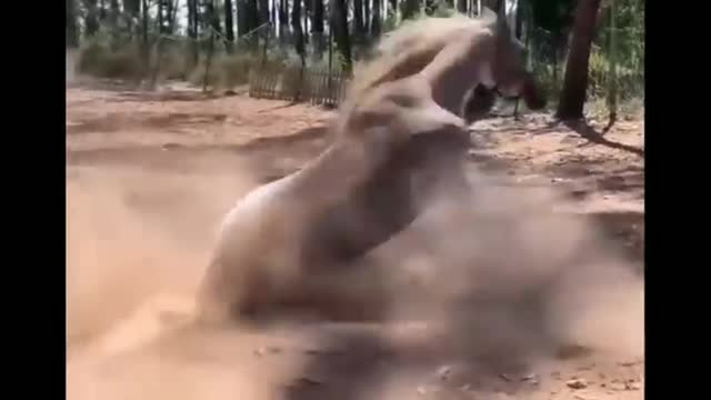 Funny and Cute Horses That Will Change Your Mood For Good