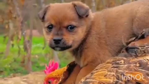 Dogs and Hen's Friendship 🐈🐥. # cute dogs