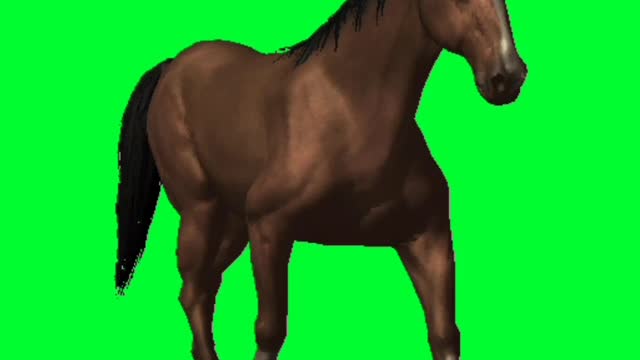 Horse walk // horse // walking horse // horse walk // green screen horse // horse green screen //