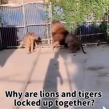 Wild Animals playing games