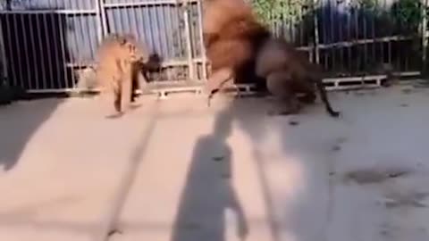 Wild Animals playing games