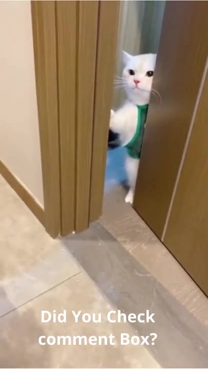 SOO CUTE - CUTE AND FUNNIES KITTEN ! | #cattraining #30 #shorts