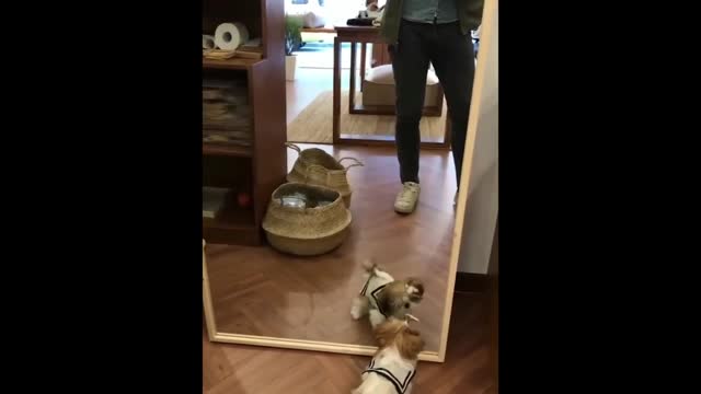 The Future of funny animals |