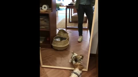 The Future of funny animals |