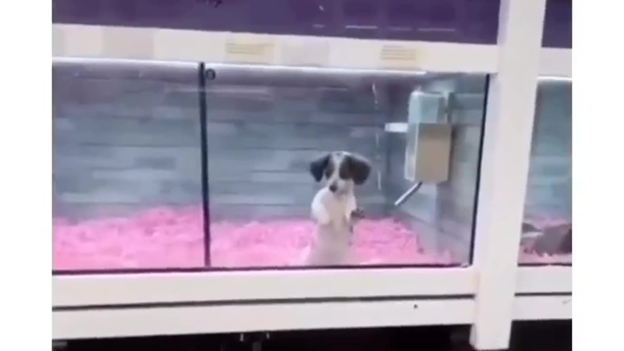 animals video