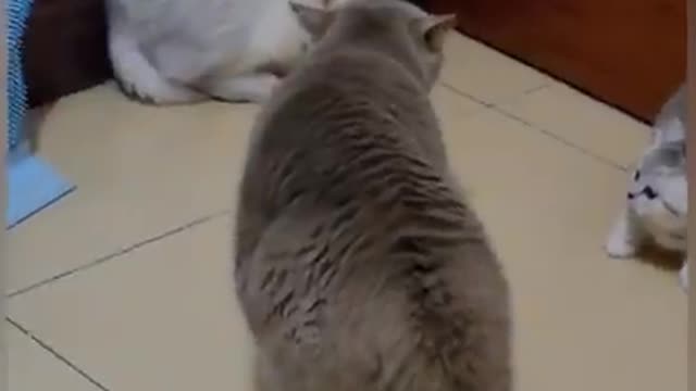 No one was expecting that reaction from that Cat