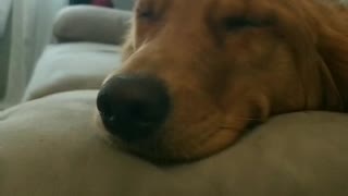 Guilty pup closes eyes to avoid owner's lecture