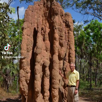 YOUR CITIES ARE HIVES NEST