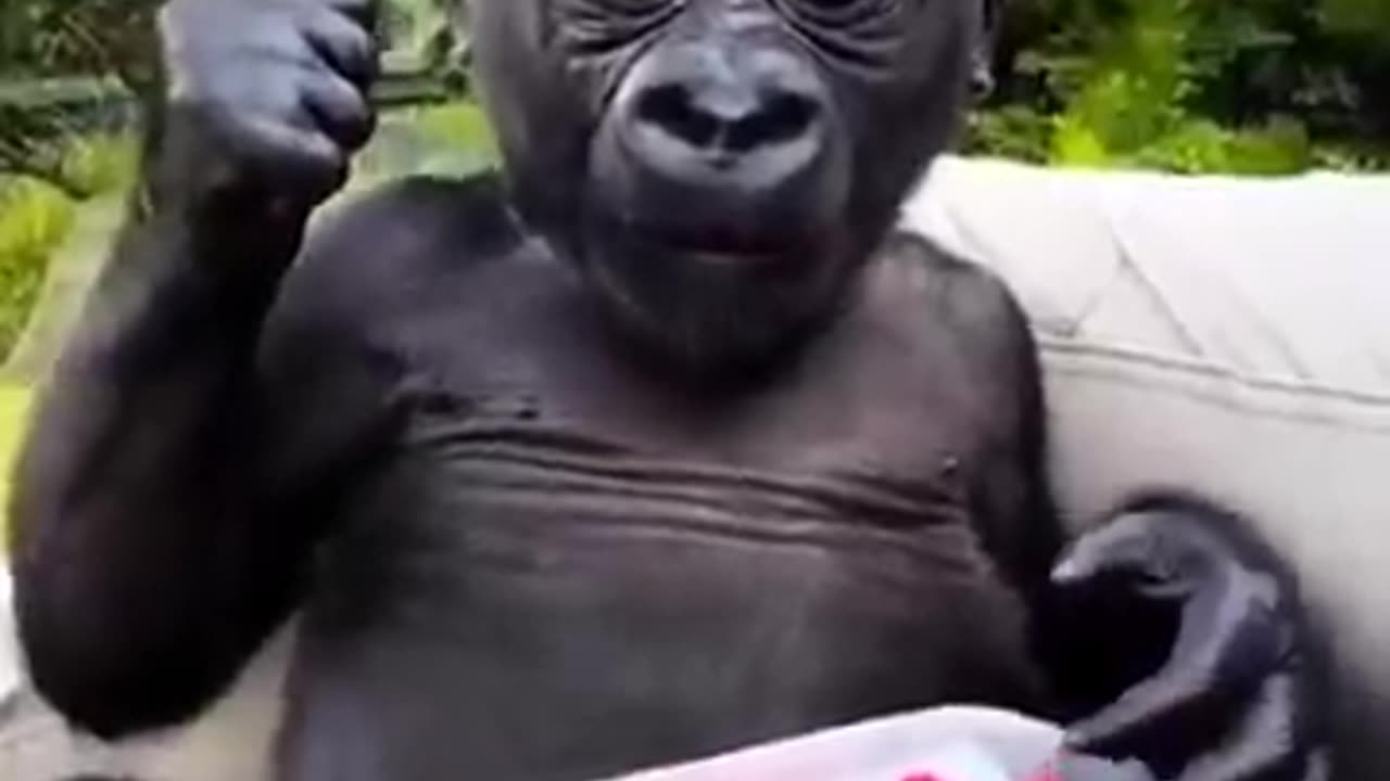 Animals Dog monkey video funny #funny