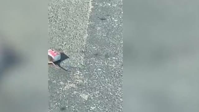 Watch the moment a RAT drags a Big Mac across a busy road