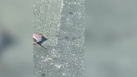 Watch the moment a RAT drags a Big Mac across a busy road