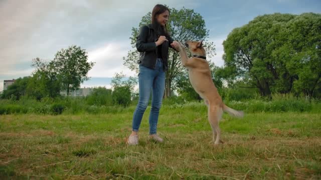 Female teaching her puppy with interesting tricks in the park