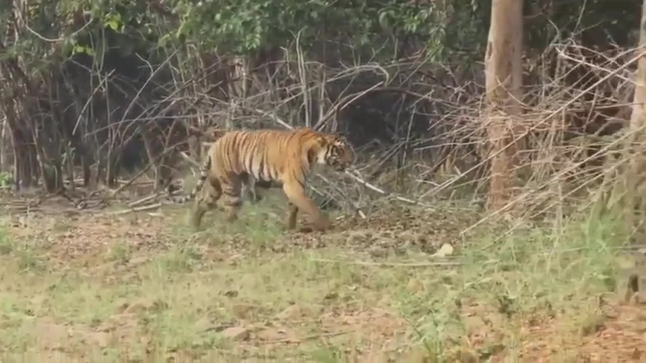 Cubs Tiger & Mother