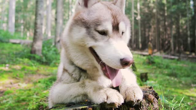 dog devastating wolf