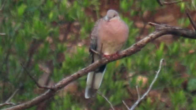 Spotted Dove 💖