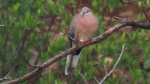 Spotted Dove 💖