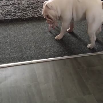 Preciosa interacción entre un cerdito y un bulldog sordo