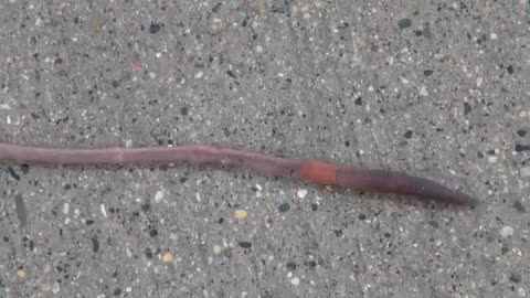 Earthworm (Lumbricus) Locomotion_Cut