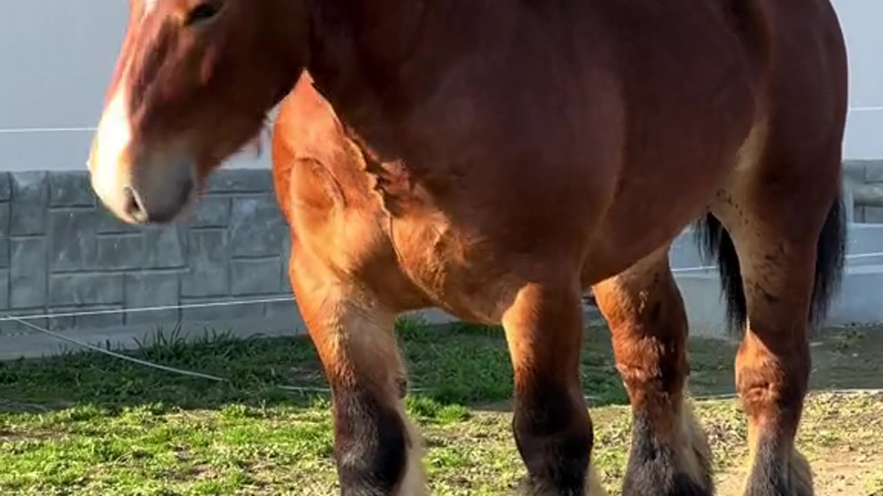 horse videos