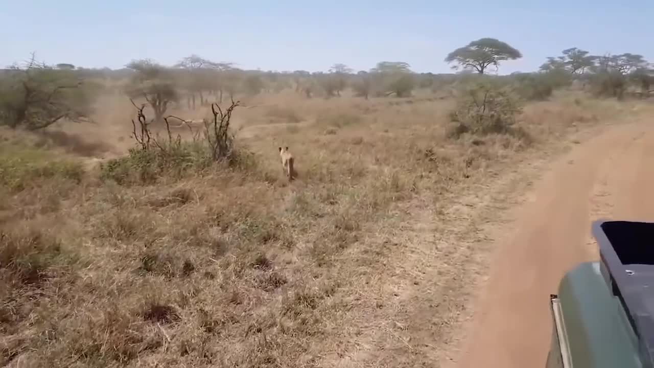 POWERFUL KICK OF ZEBRA TO LIONESS TO DEFEND ANOTHER ZEBRA