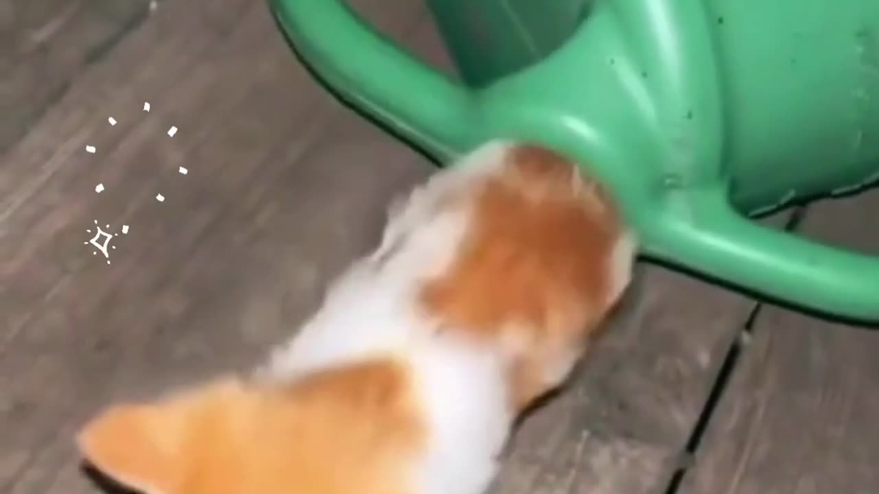 Count how many cats came out?