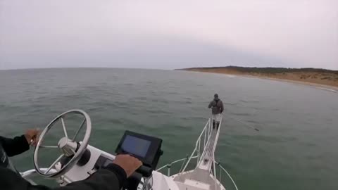 White shark surprise breach off wellfleet MA ( 7/30 /18)