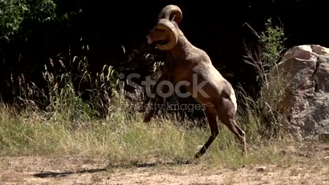 Combat des cerfs