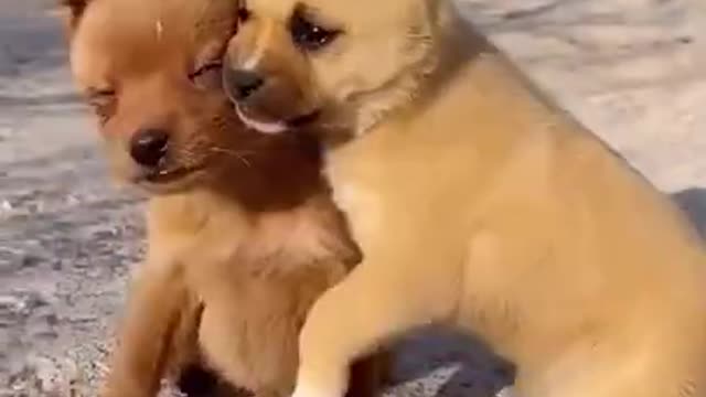 Funny and cute baby dogs playing with one another