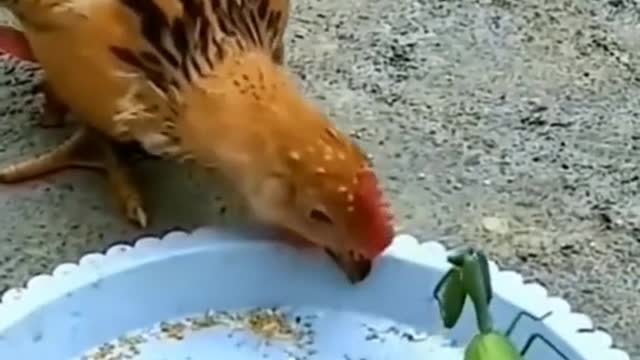 Chicken vs. Praying Mantis