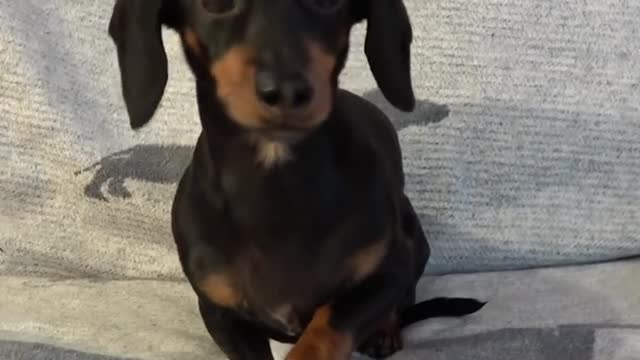 Crusoe Dachshund Plays Super Mario Odyssey