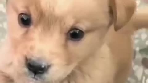 Baby puppy