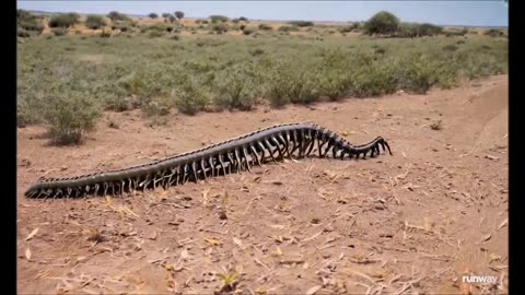 La mousson en Arizona découvre une arthropleura de 2.43m de long!