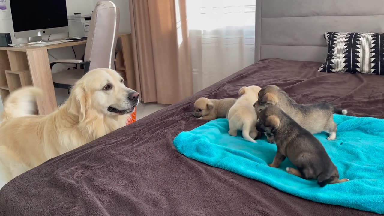 Golden Retriever Meets Puppies for the First Time