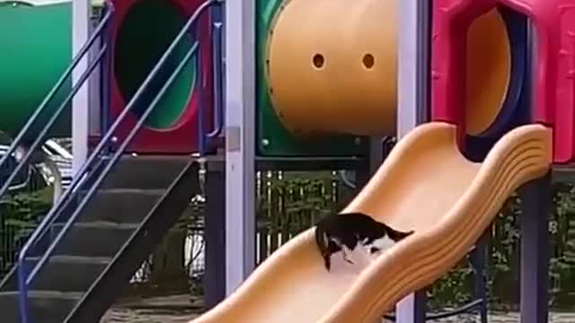 A cat who likes slides