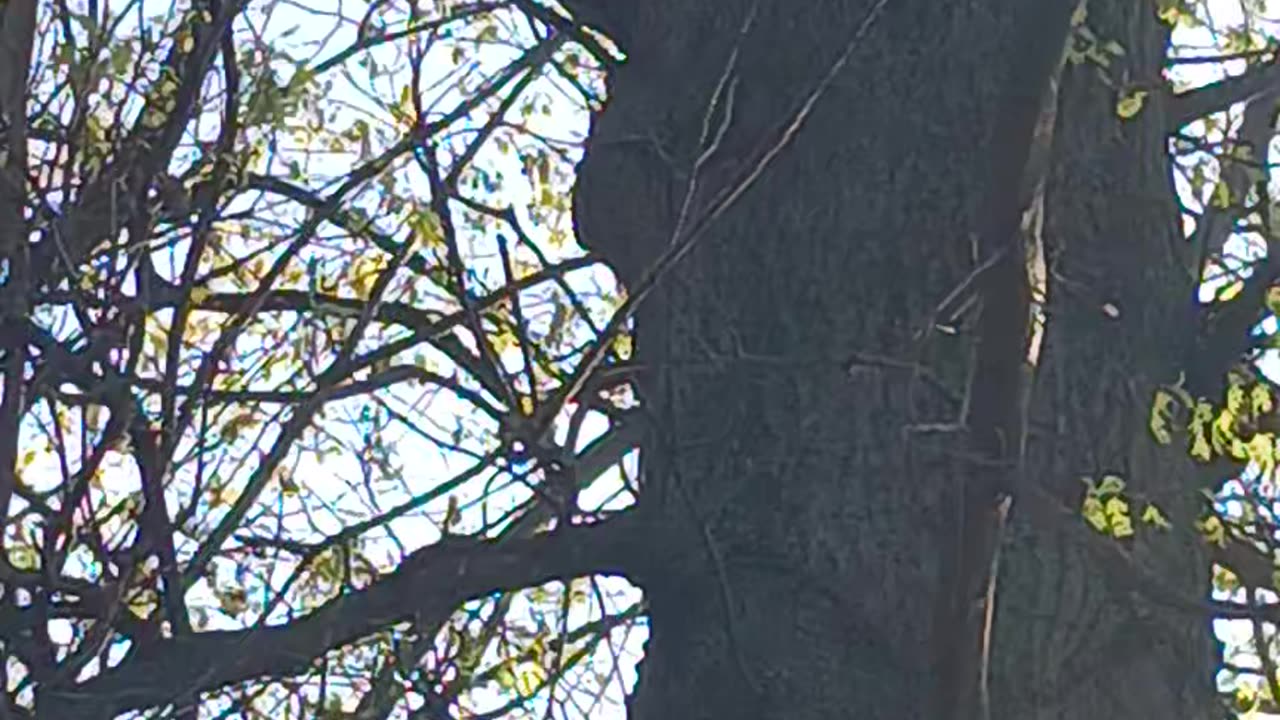 Two owls 🦉