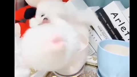 Cutepets|Adorable Dog's