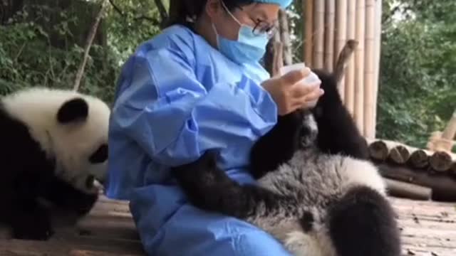 #foryou #panda #baby #cute