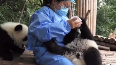 #foryou #panda #baby #cute