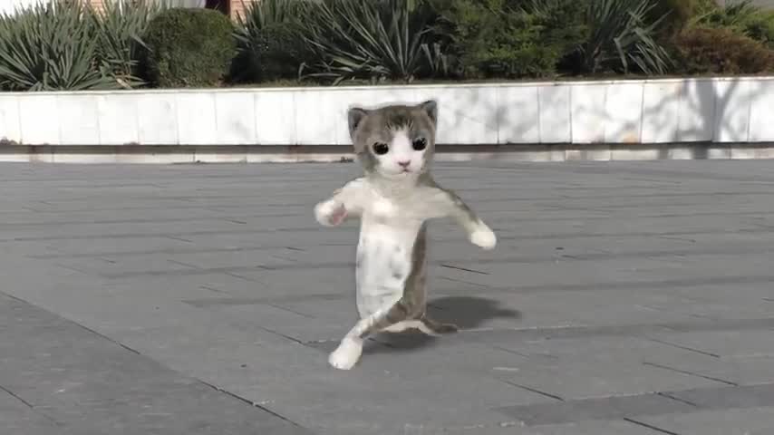 Dancing cats π₯π±π±π±π±