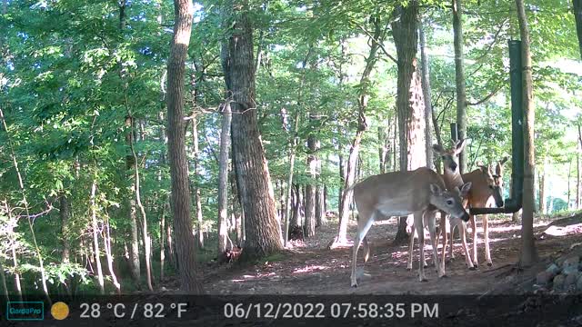 The Woods - 06/13/2022
