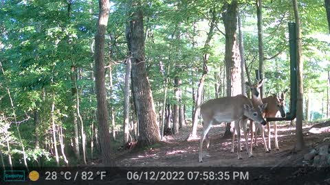 The Woods - 06/13/2022